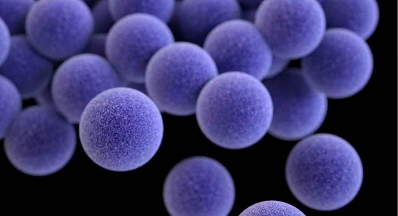 Novo Estudo Alerta Para Disseminação De Bactéria Resistente Fora De Hospitais